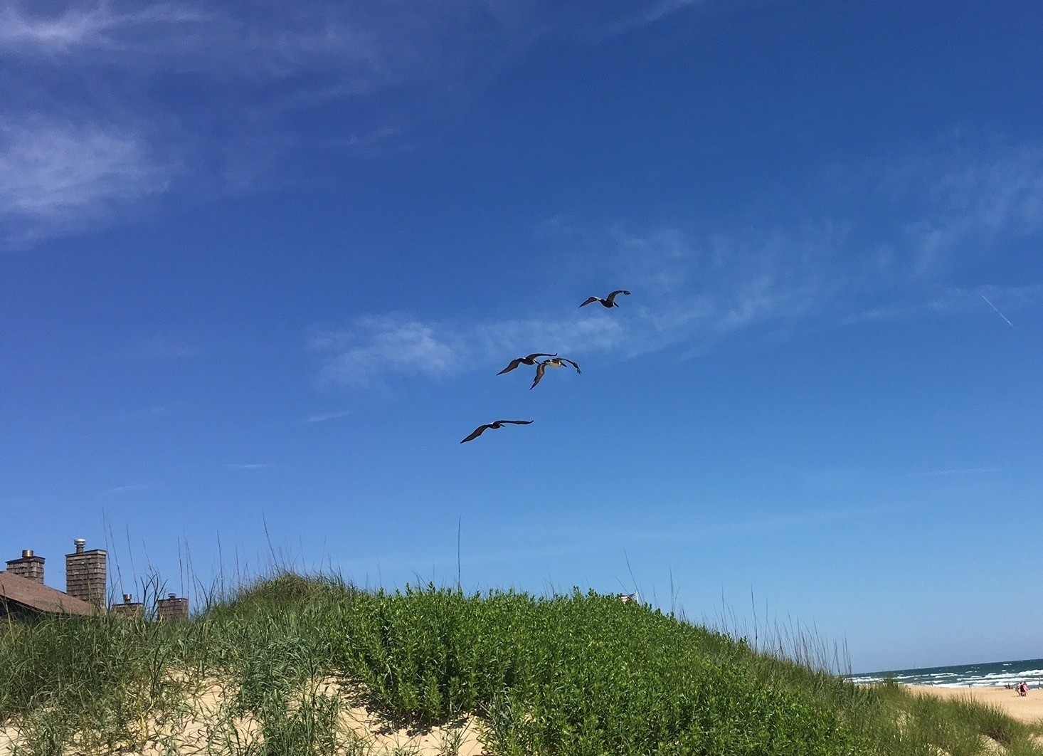Shore Birds, Dare County